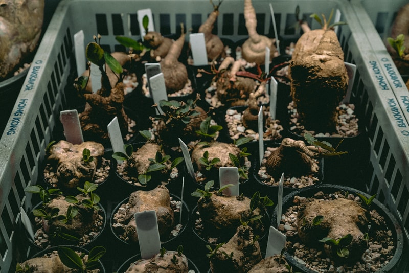 塊根植物入門！建構蝸居中之人氣塊根植物大觀園
