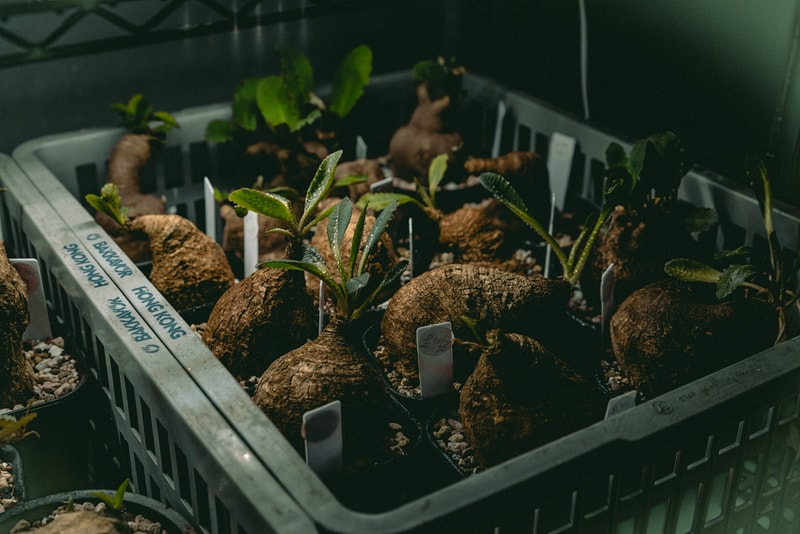 塊根植物入門！建構蝸居中之人氣塊根植物大觀園