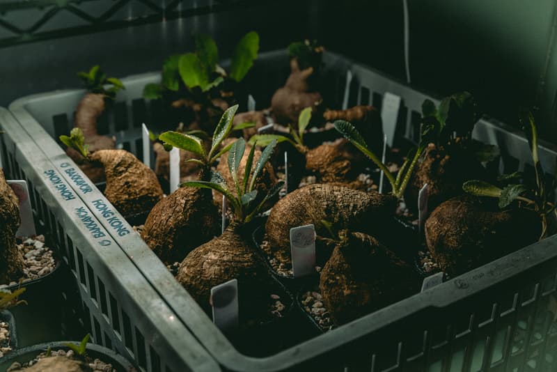 塊根植物入門!建構蝸居中之人氣塊根植物大觀園