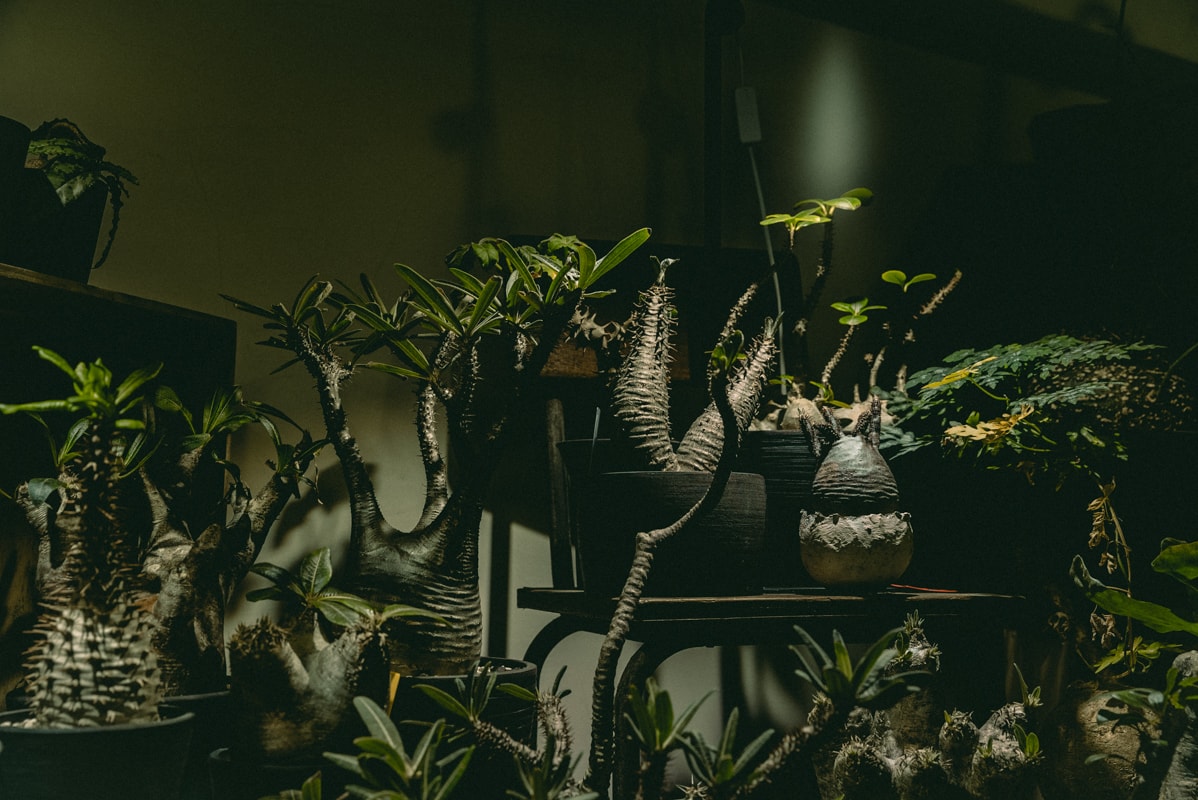 塊根植物入門 建構蝸居中之人氣塊根植物大觀園 Hypebeast