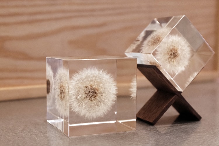 花卉魔方・Sola Cube 創造立體植物標本