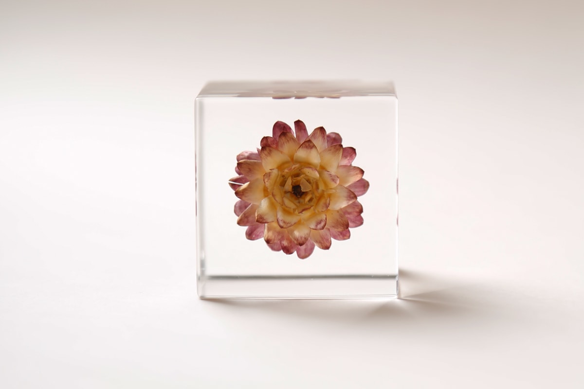 花卉魔方・Sola Cube 創造立體植物標本