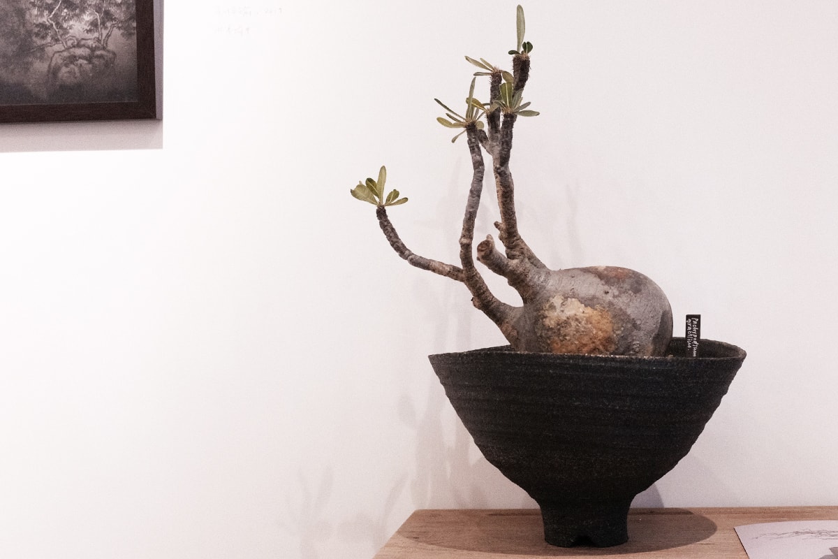 本地陶藝單位梨木製陶所 TOKI NASHIKI 舉辦「石居陋室 Living Stone」多肉植物盆器特展