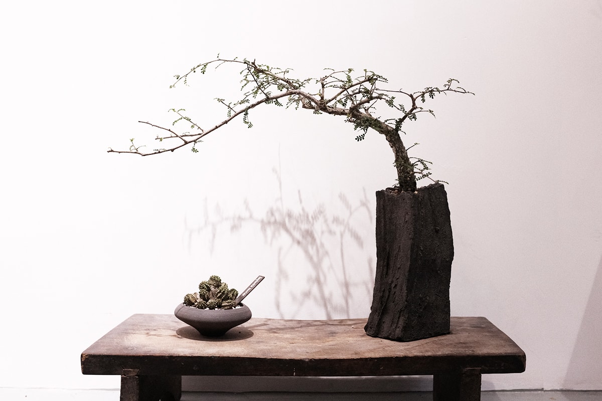 TOKI NASHIKI 舉辦「石居陋室 Living Stone」多肉植物盆器特展