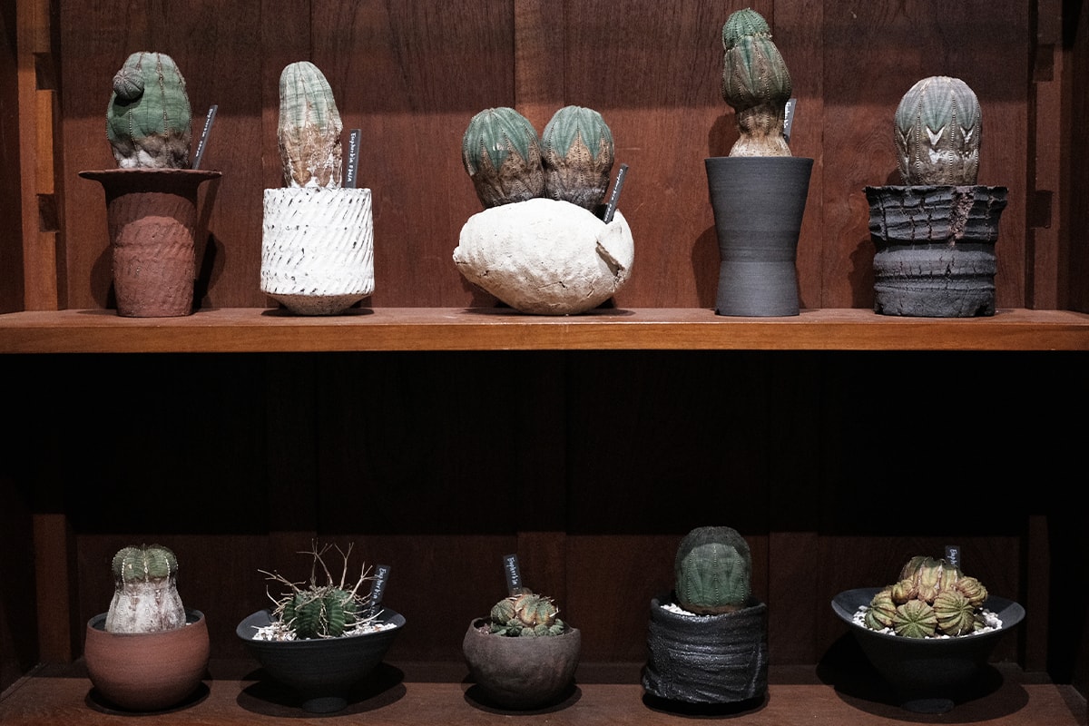 TOKI NASHIKI 舉辦「石居陋室 Living Stone」多肉植物盆器特展