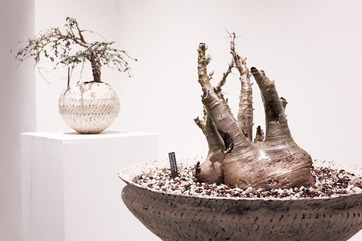 本地陶藝單位梨木製陶所 TOKI NASHIKI 舉辦「石居陋室 Living Stone」多肉植物盆器特展