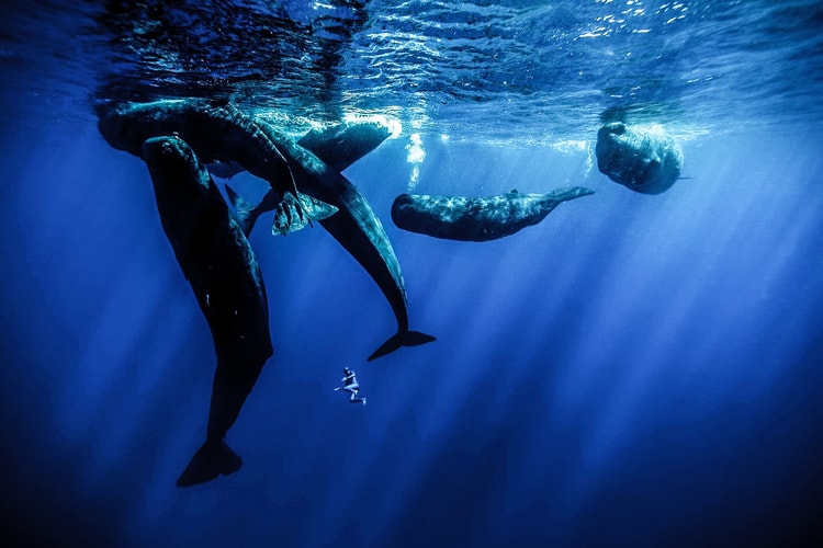 抹香鯨鍾愛的人-專訪傳奇 Free Diving 運動家 Guillaume Néry