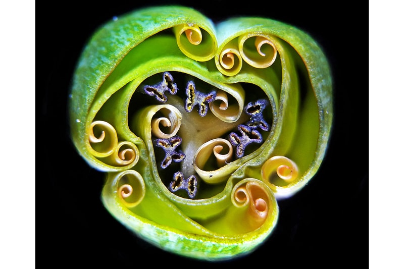 Nikon《Small World Photography Competition》顯微攝影大賽得獎作品正式公佈