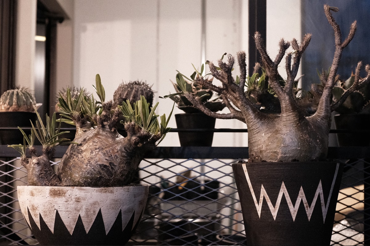 Hypebeast 聯同plants Of Gods 團隊走訪東洋塊根植物名所 Hypebeast Hypebeast 聯同plants Of Gods 團隊走訪東洋塊根植物名所 Hypebeast