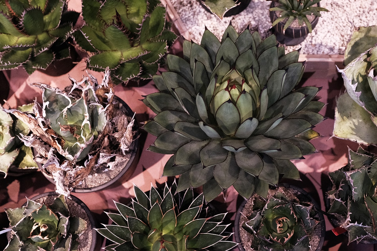 Hypebeast 聯同plants Of Gods 團隊走訪東洋塊根植物名所 Hypebeast