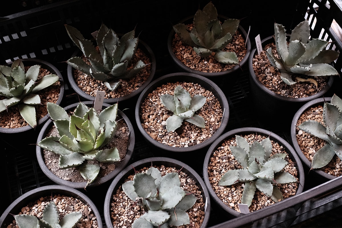 Hypebeast 聯同plants Of Gods 團隊走訪東洋塊根植物名所 Hypebeast