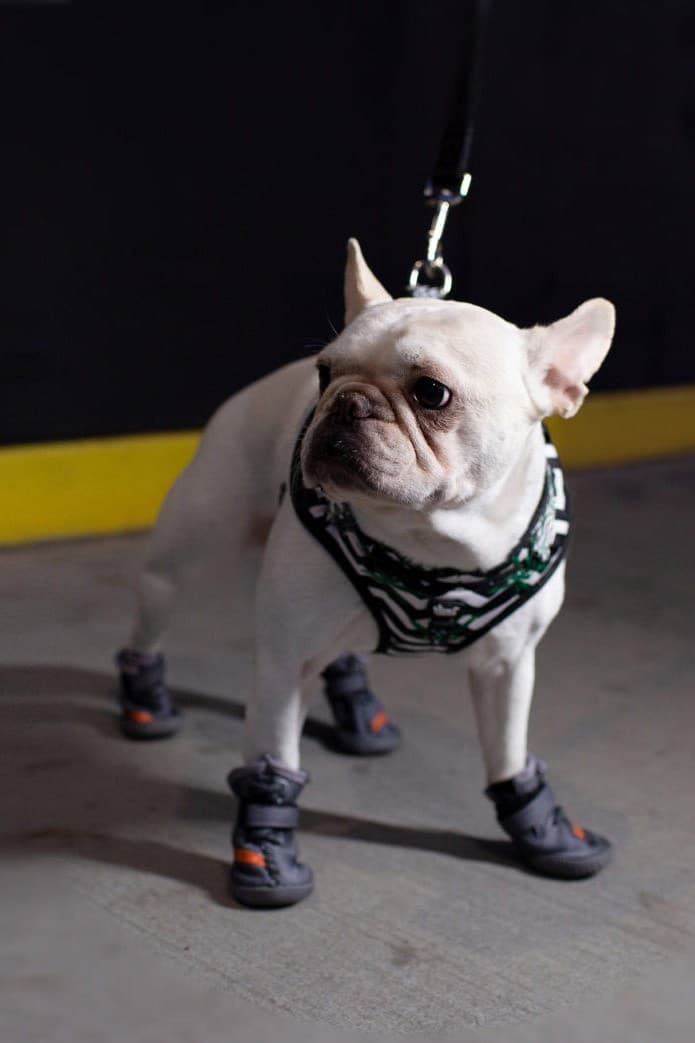 Fresh Pawz 推出全新 YEEZY 主題寵物用鞋套
