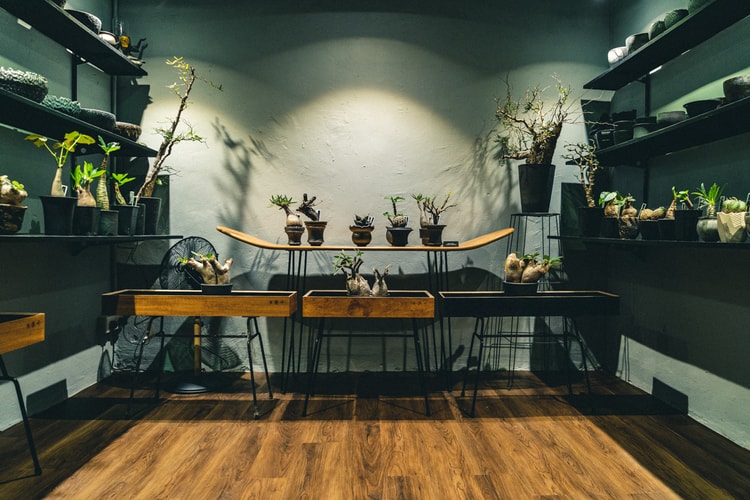 回顧 Plants of God Cave Room 陶藝展覽