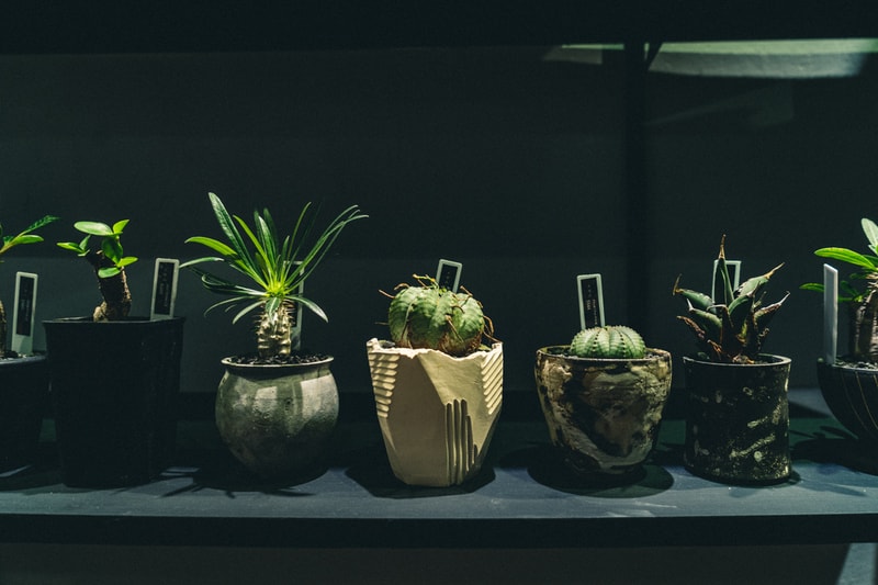 回顧 Plants of God Cave Shop 開幕展覽