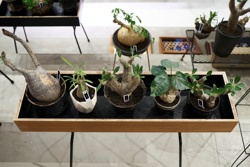 時尚名所 JOYCE x Plants of Gods 舉辦期間限定展覽