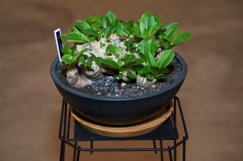 時尚名所 JOYCE x Plants of Gods 舉辦期間限定展覽