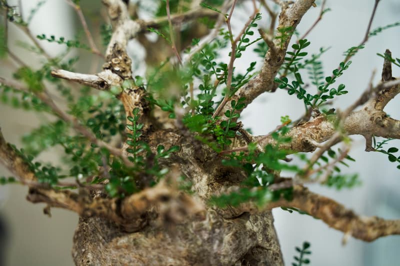 時尚名所 JOYCE x Plants of Gods 舉辦期間限定展覽