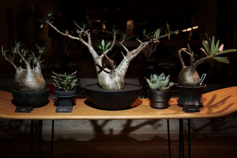 時尚名所 JOYCE x Plants of Gods 舉辦期間限定展覽