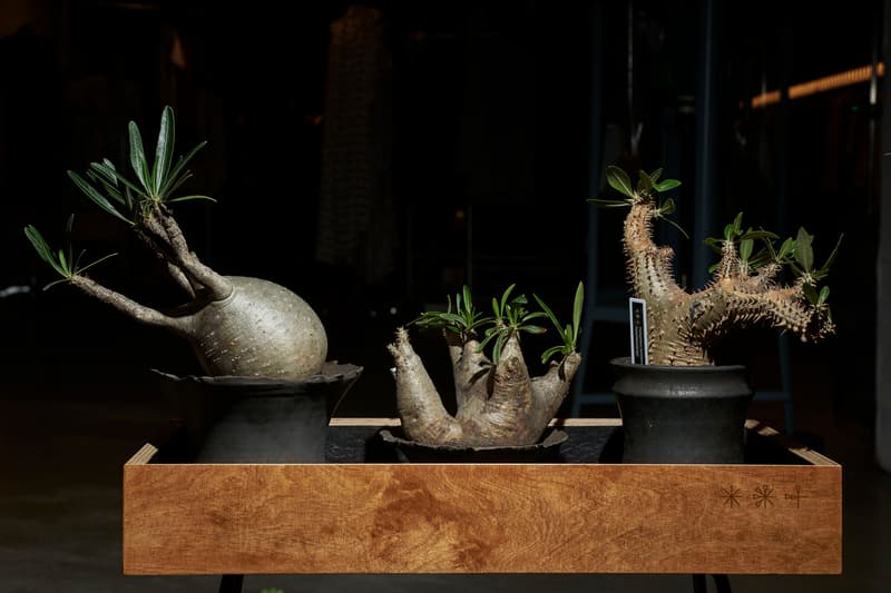 時尚名所 JOYCE x Plants of Gods 舉辦期間限定展覽