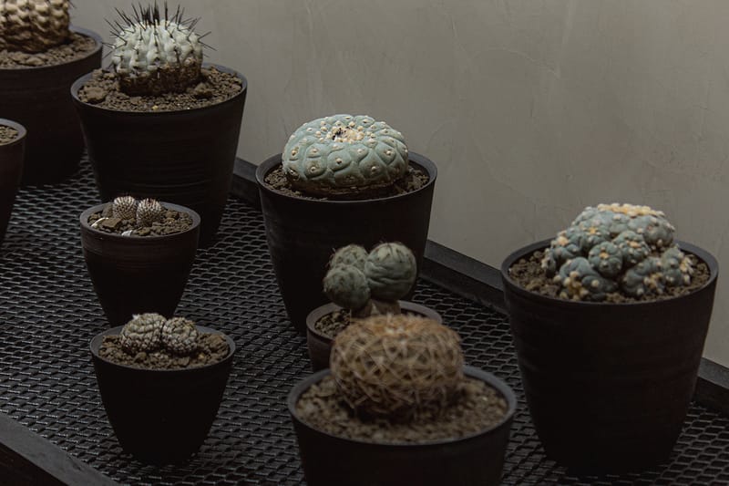 台灣新興植物單位 0343 CONSERVATORY 開幕情報正式公開