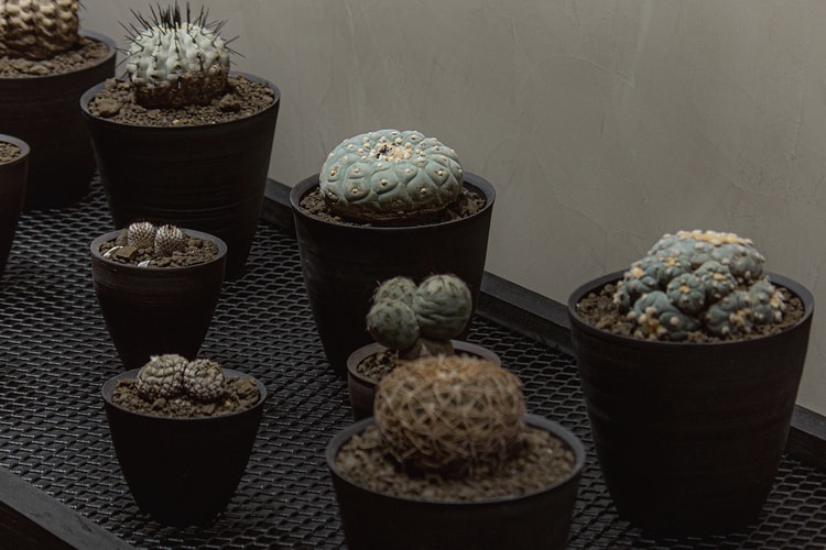 台灣新興植物單位 0343 CONSERVATORY 開幕情報正式公開