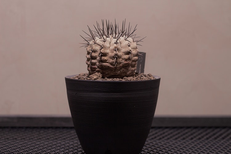 台灣新興植物單位 0343 CONSERVATORY 獨家分享種植入門教學