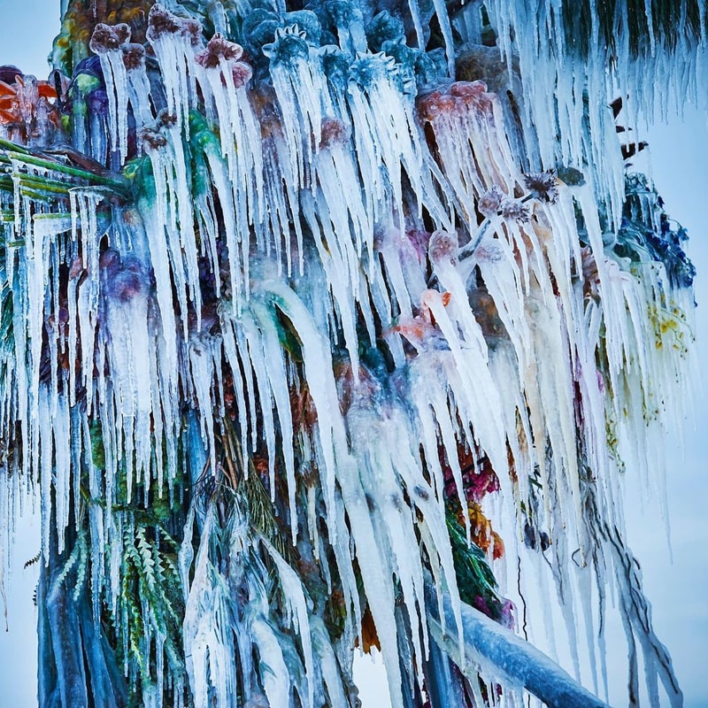 知名花卉藝術家 Azuma Makoto 打造全新作品《Frozen Flowers》