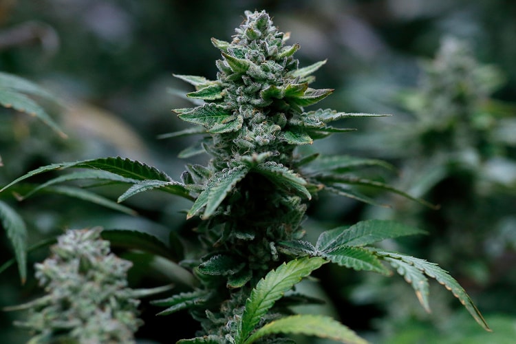 最新研究指出大麻於 12,000 年前已在中國出現