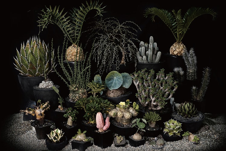 INVINCIBLE 全新生活美感體驗品牌 DEPOT 打造「CAUDEX MARKET 塊根植物市集」