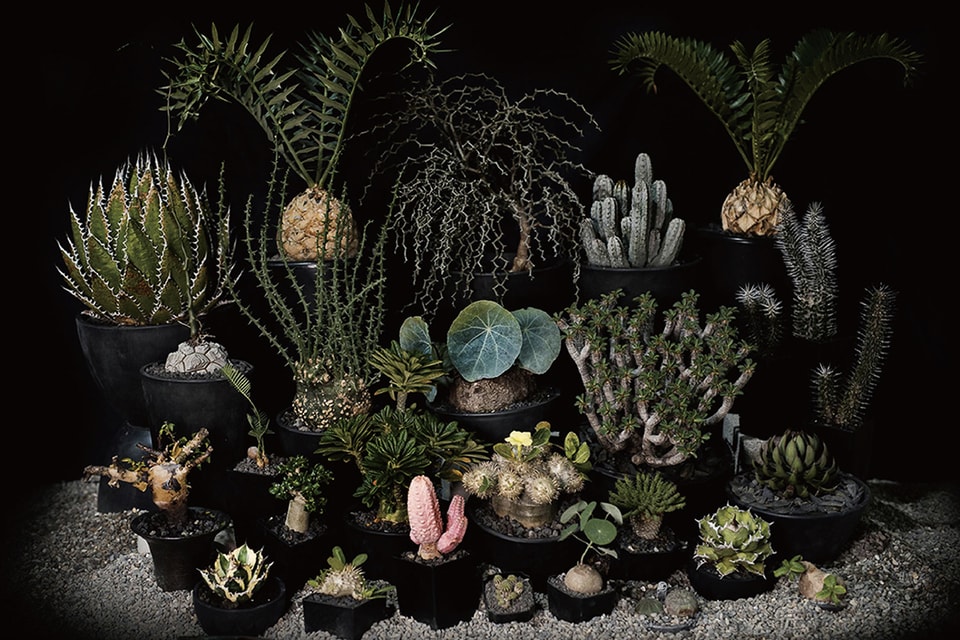 Invincible 全新生活美感體驗品牌depot 推出 Caudex Market 塊根植物市集 Hypebeast Invincible 全新生活美感體驗品牌depot 推出 Caudex Market 塊根植物市集 Hypebeast