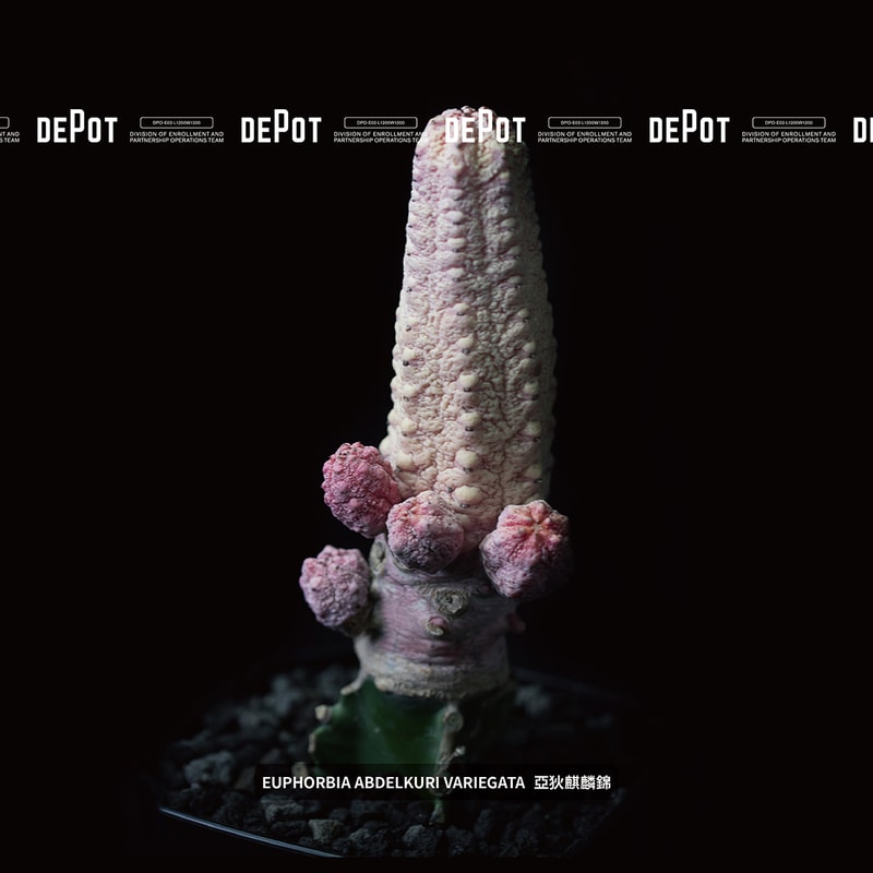 INVINCIBLE 全新生活美感體驗品牌 DEPOT 推出「CAUDEX MARKET 塊根植物市集」