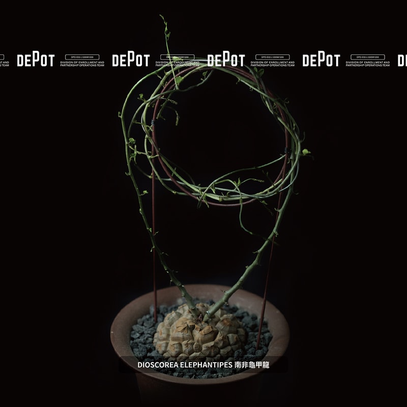 INVINCIBLE 全新生活美感體驗品牌 DEPOT 推出「CAUDEX MARKET 塊根植物市集」
