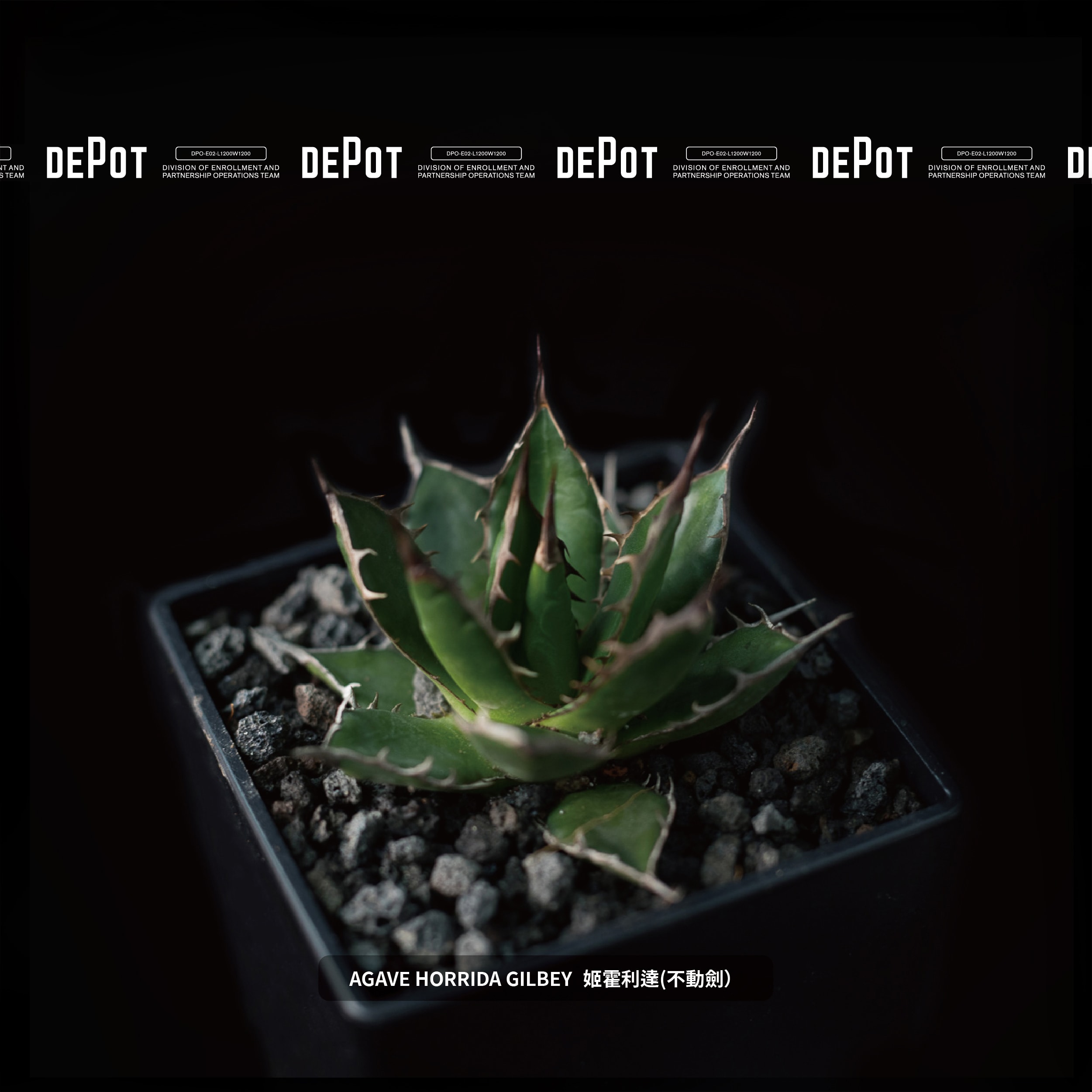 INVINCIBLE 全新生活美感體驗品牌 DEPOT 推出「CAUDEX MARKET 塊根植物市集」