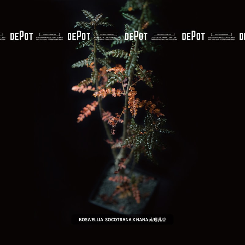 INVINCIBLE 全新生活美感體驗品牌 DEPOT 推出「CAUDEX MARKET 塊根植物市集」
