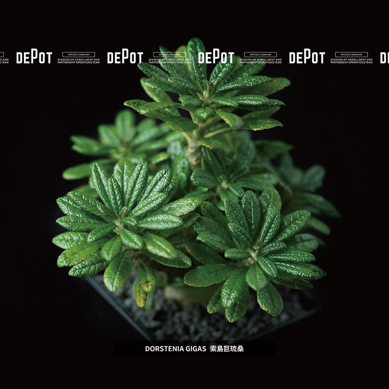 INVINCIBLE 全新生活美感體驗品牌 DEPOT 推出「CAUDEX MARKET 塊根植物市集」