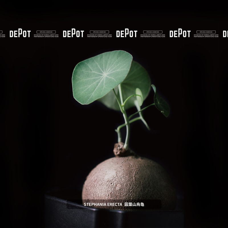 INVINCIBLE 全新生活美感體驗品牌 DEPOT 推出「CAUDEX MARKET 塊根植物市集」