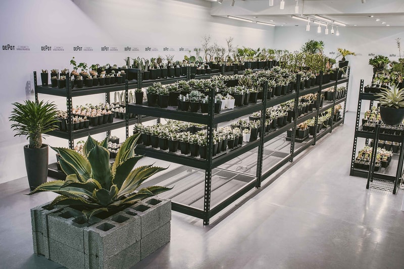 INVINCIBLE 全新生活美感體驗品牌 DEPOT 推出「CAUDEX MARKET 塊根植物市集」