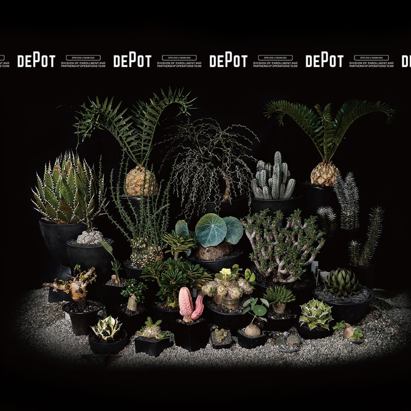INVINCIBLE 全新生活美感體驗品牌 DEPOT 推出「CAUDEX MARKET 塊根植物市集」