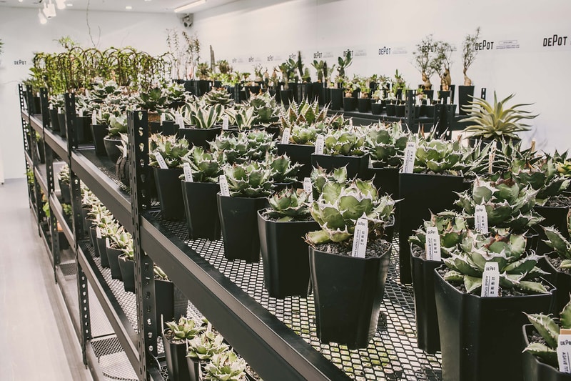 INVINCIBLE 全新生活美感體驗品牌 DEPOT 推出「CAUDEX MARKET 塊根植物市集」