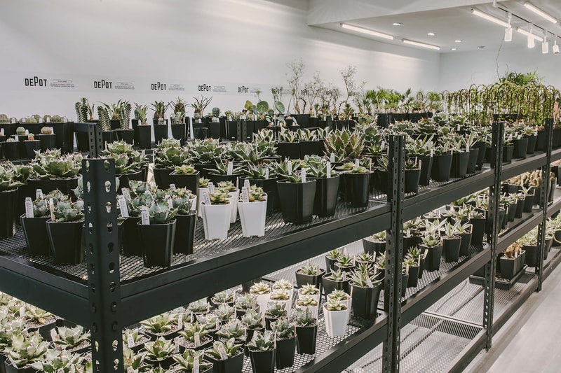 INVINCIBLE 全新生活美感體驗品牌 DEPOT 推出「CAUDEX MARKET 塊根植物市集」