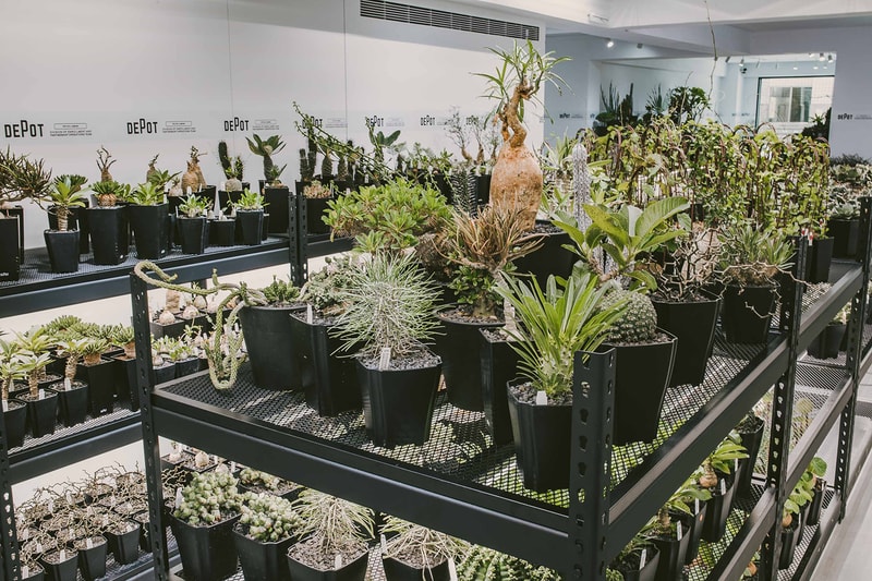 INVINCIBLE 全新生活美感體驗品牌 DEPOT 推出「CAUDEX MARKET 塊根植物市集」