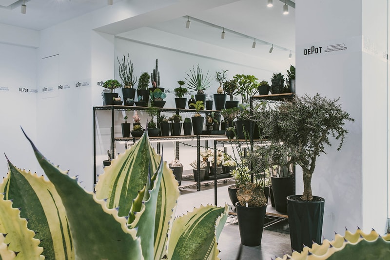 INVINCIBLE 全新生活美感體驗品牌 DEPOT 推出「CAUDEX MARKET 塊根植物市集」
