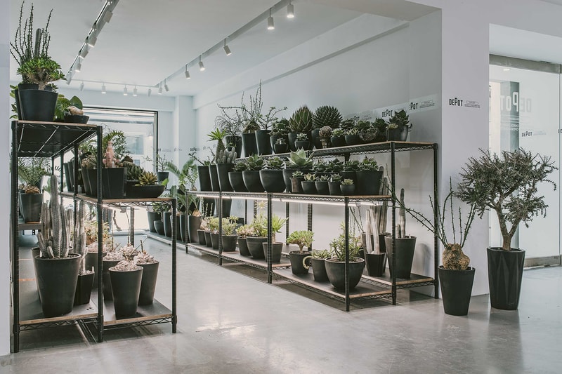 INVINCIBLE 全新生活美感體驗品牌 DEPOT 推出「CAUDEX MARKET 塊根植物市集」