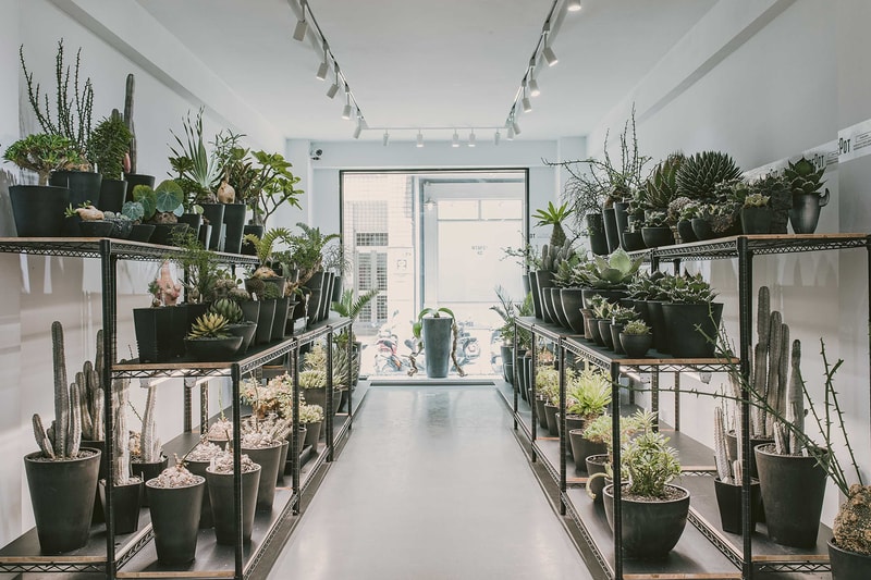 INVINCIBLE 全新生活美感體驗品牌 DEPOT 推出「CAUDEX MARKET 塊根植物市集」