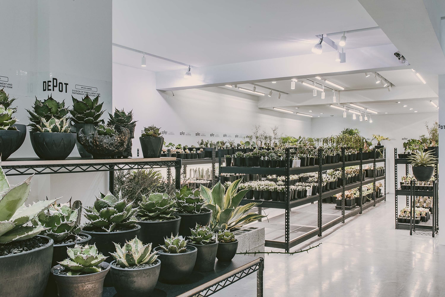 INVINCIBLE 全新生活美感體驗品牌 DEPOT 推出「CAUDEX MARKET 塊根植物市集」