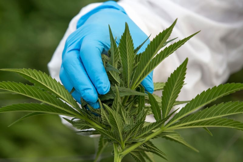 最新研究證實大麻化合物能有效阻擋病毒入侵人體