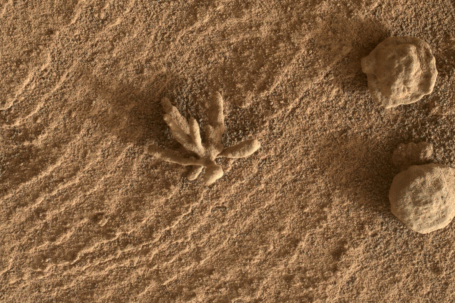 NASA「好奇號 Curiosity」探測車在火星發現分枝珊瑚狀結構