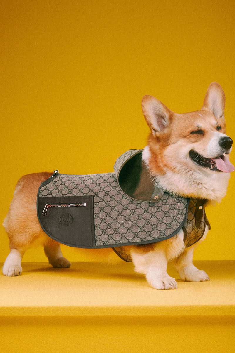 Gucci 正式發佈最新寵物用品系列「PET COLLECTION」