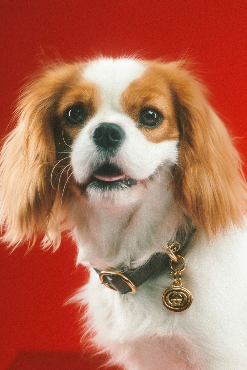 Gucci 正式發佈最新寵物用品系列「PET COLLECTION」