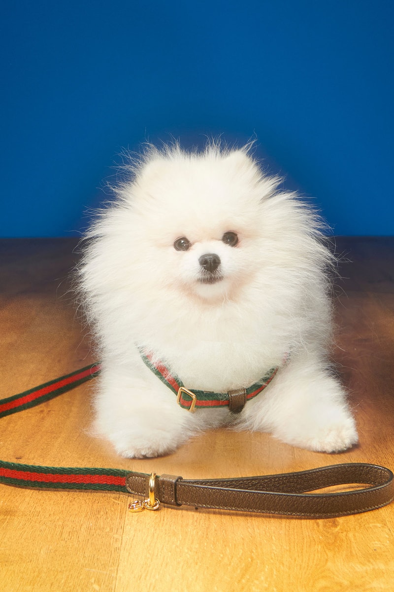 Gucci 正式發佈最新寵物用品系列「PET COLLECTION」